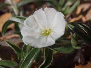 Plant image