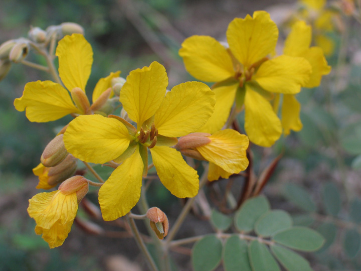 Plant image