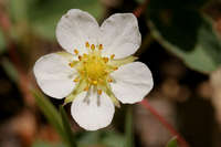 Plant image