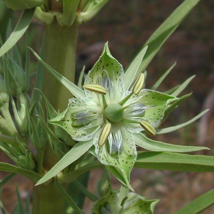Plant image