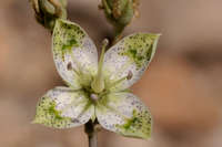 Plant image