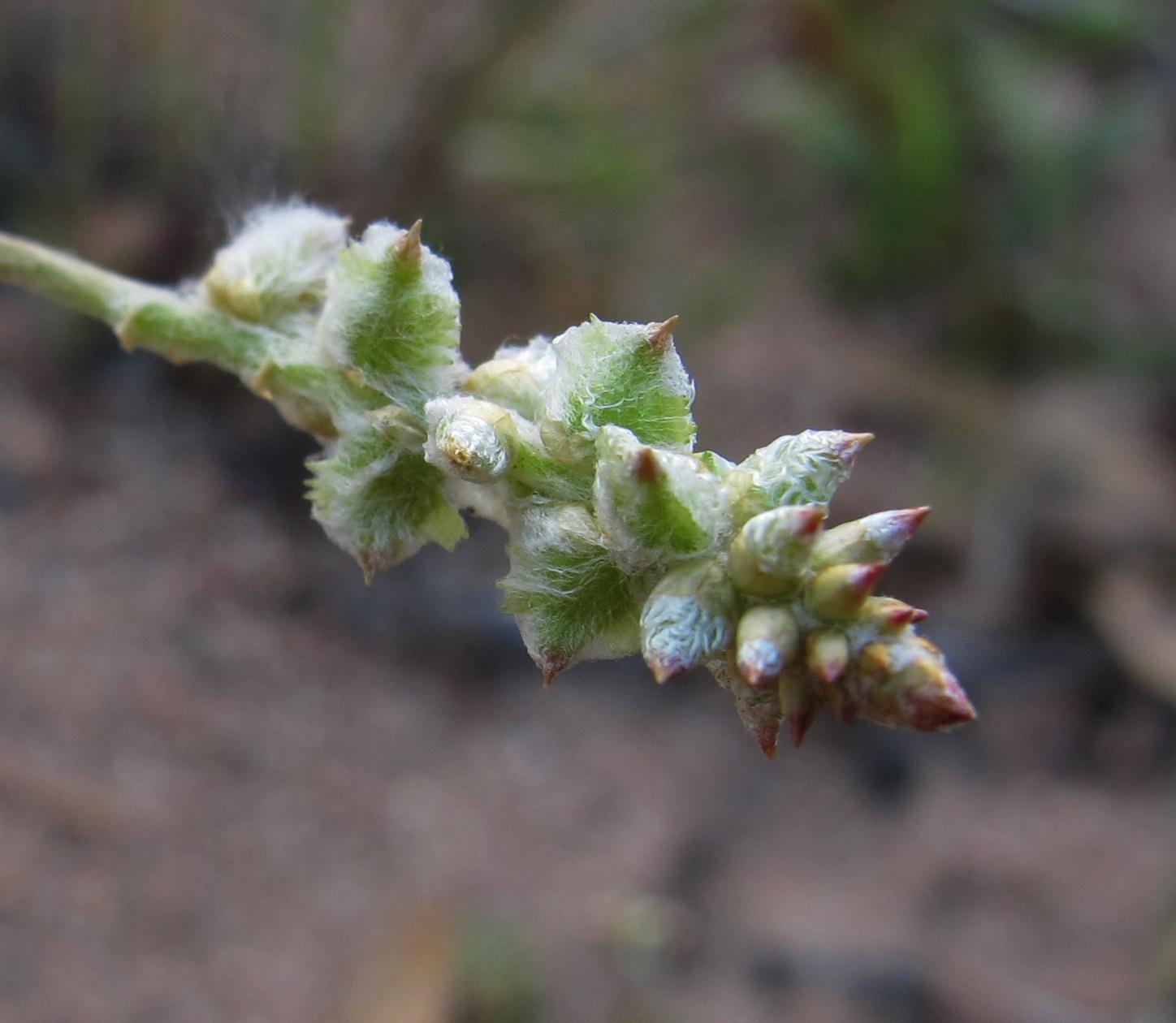Plant image