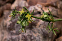 Plant image