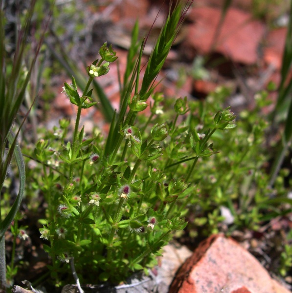 Plant image