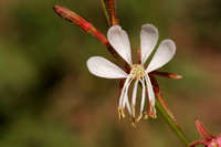 Plant image