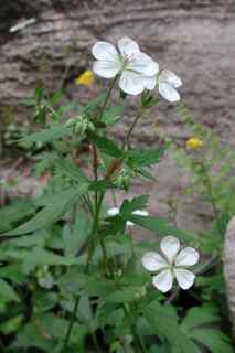 Plant image
