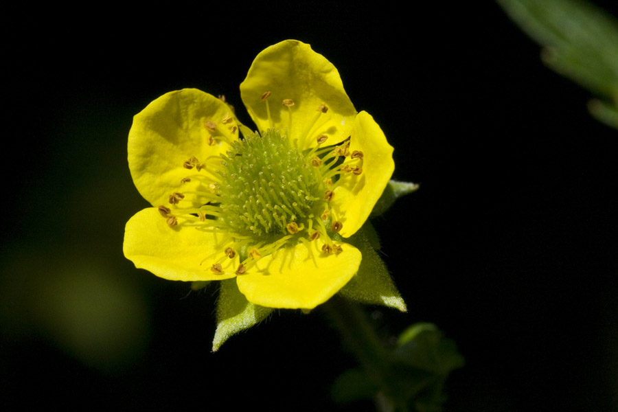 Plant image