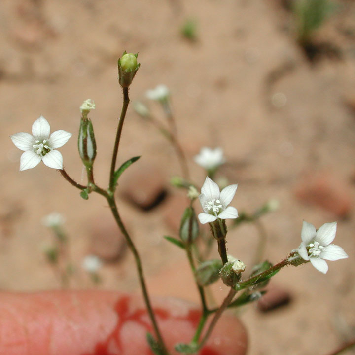 Plant image