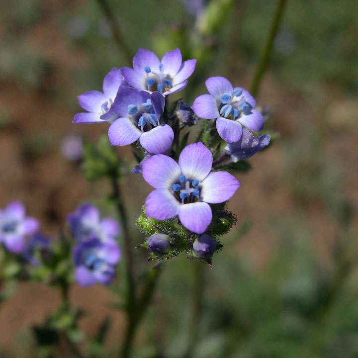 Plant image