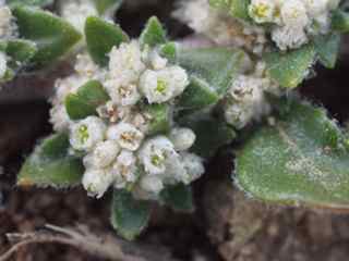 Plant image
