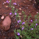 Plant image