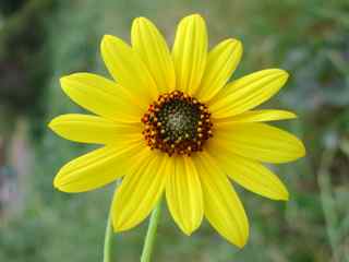 Plant image