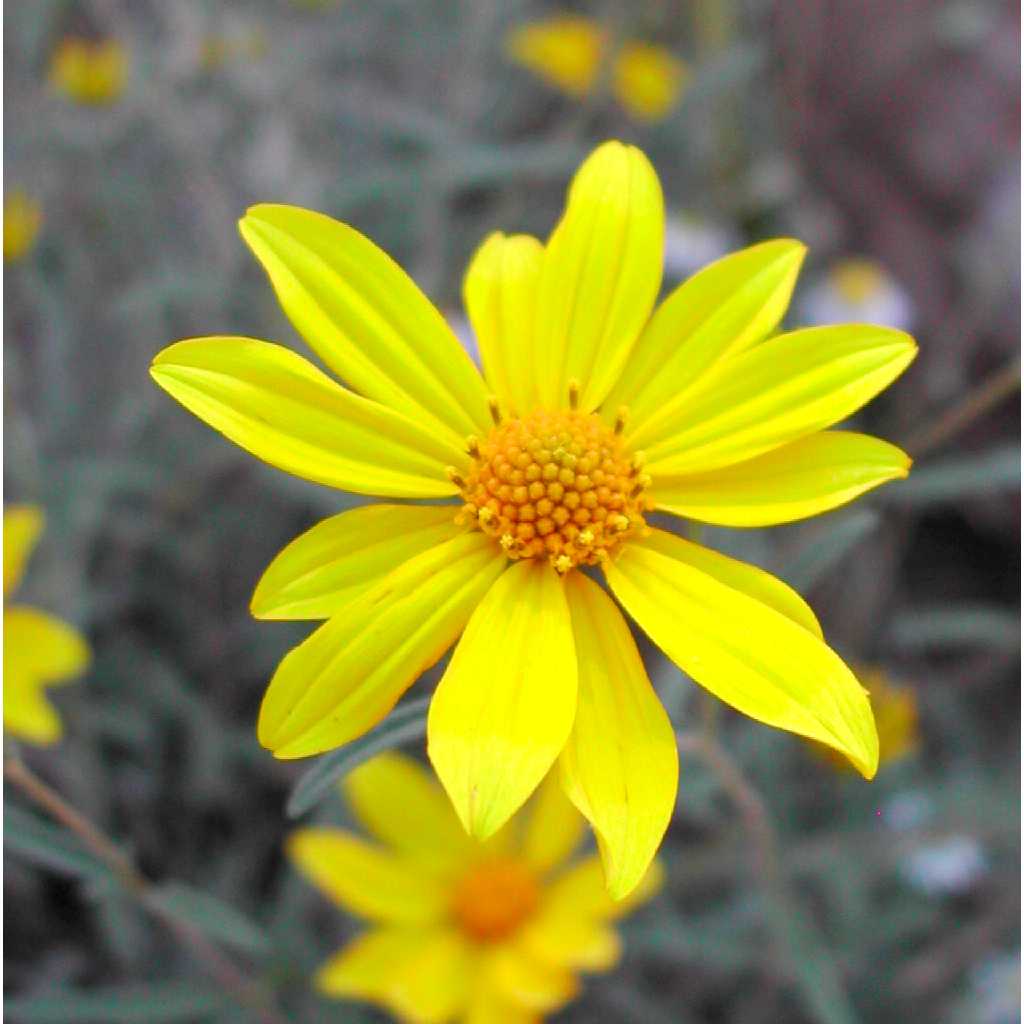 Plant image