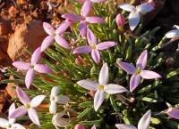Plant image