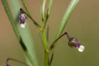 Plant image