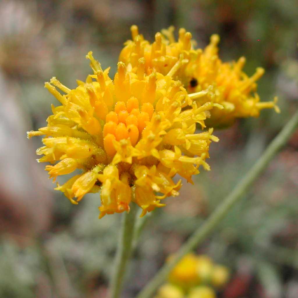 Plant image