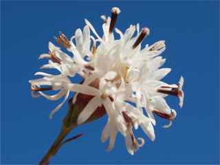 Plant image