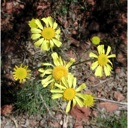 Plant image