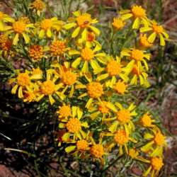 Plant image