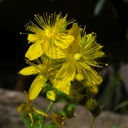 Plant image