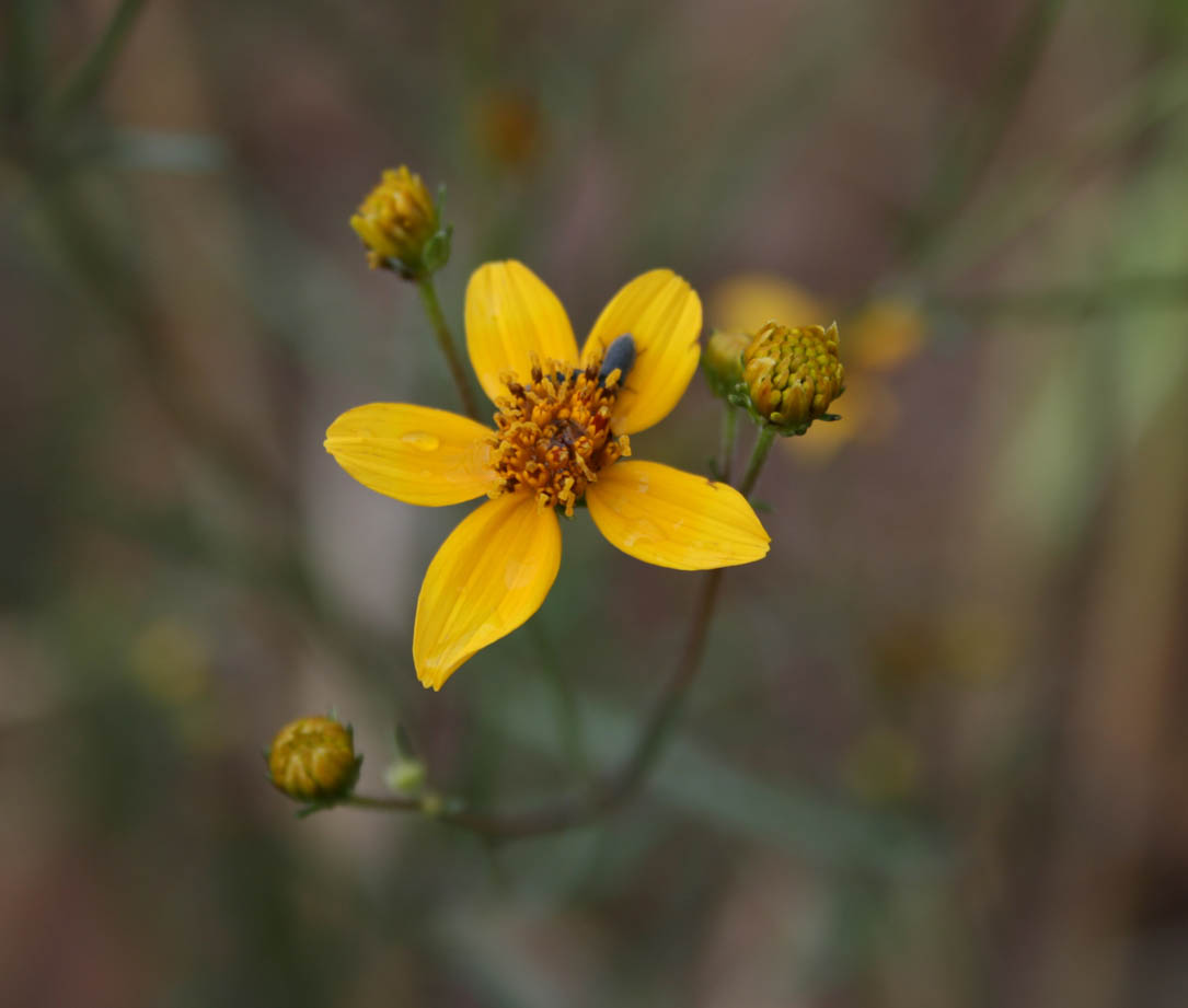 Plant image