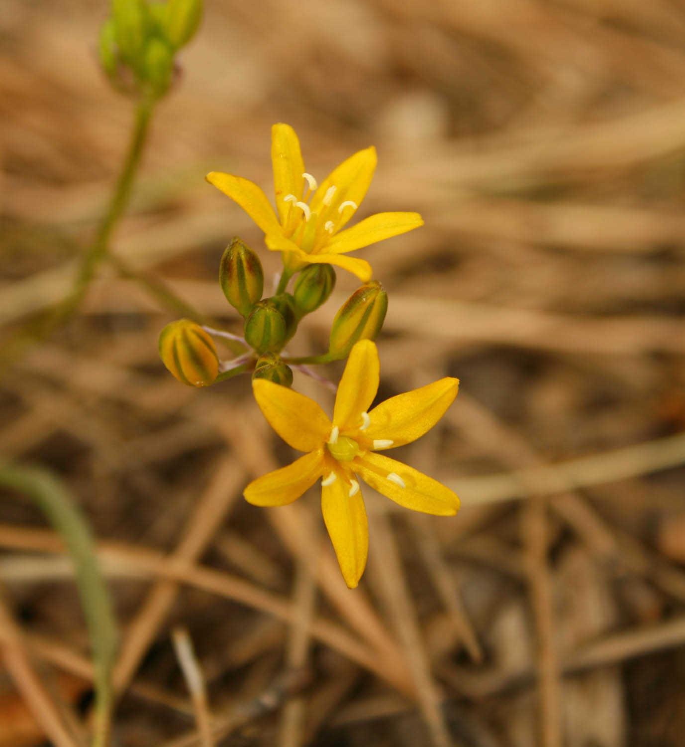 Plant image