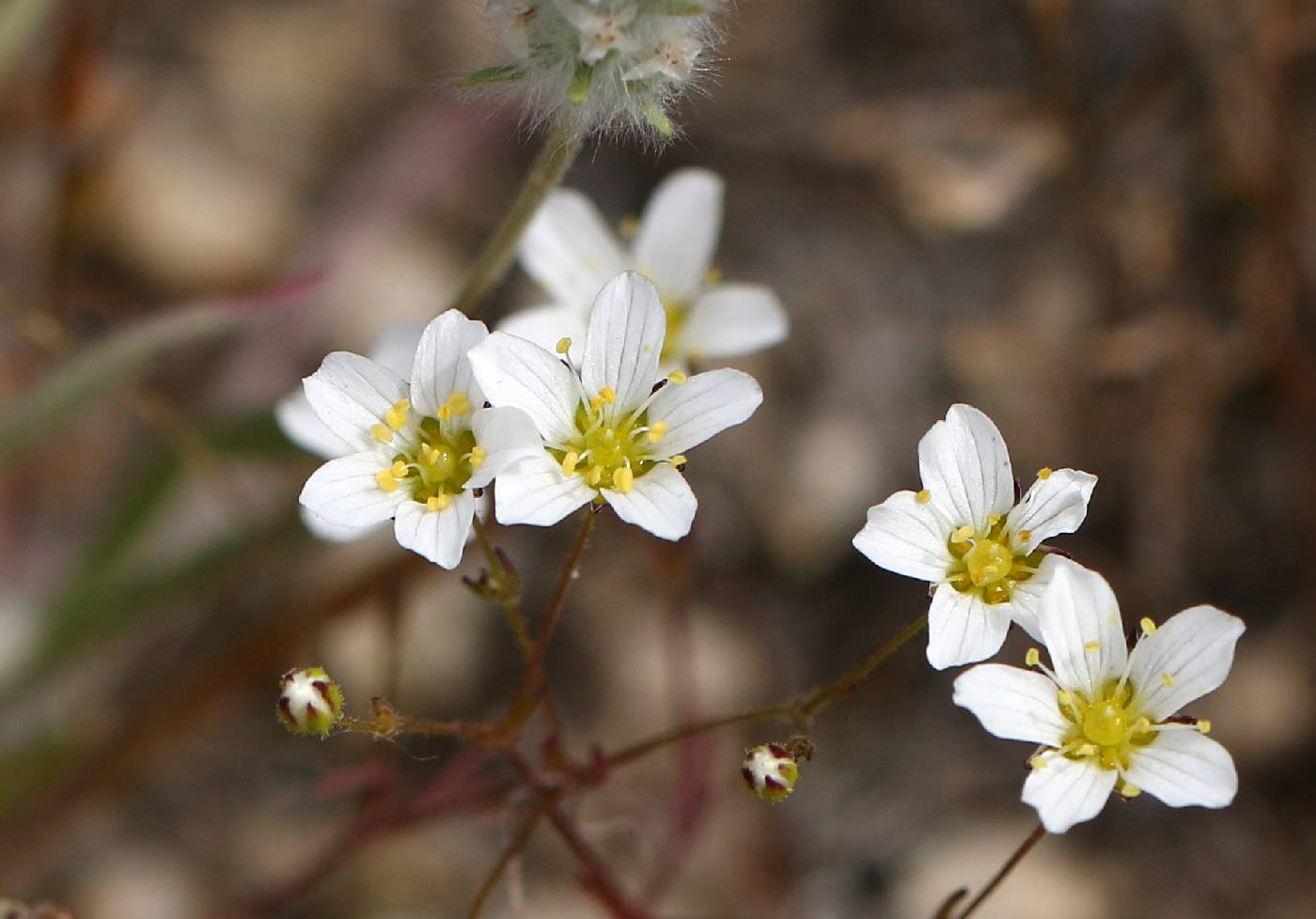 Plant image