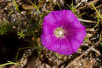 Plant image