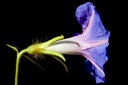 Plant image