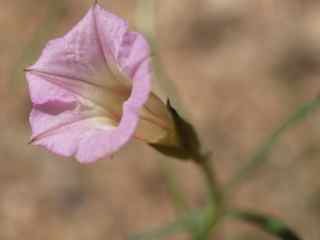 Plant image