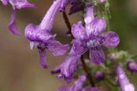 Plant image