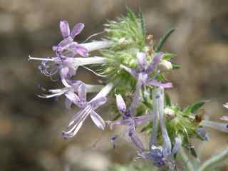 Plant image