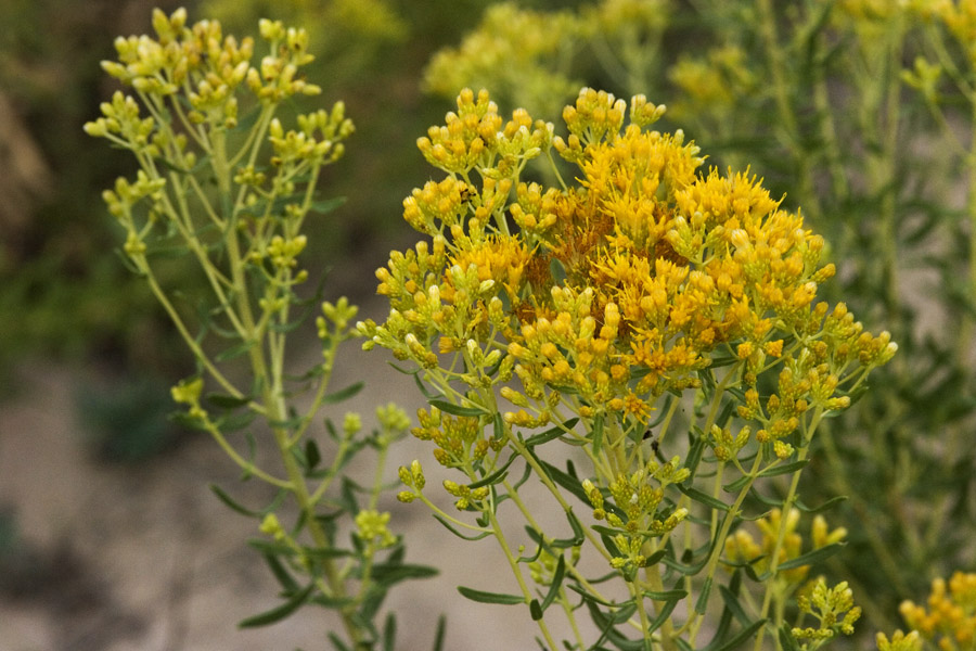 Plant image