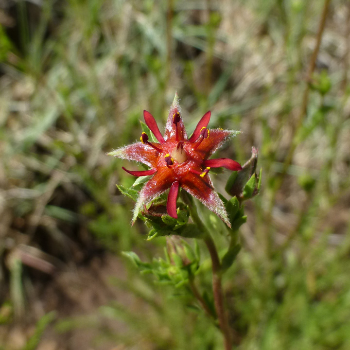 Plant image