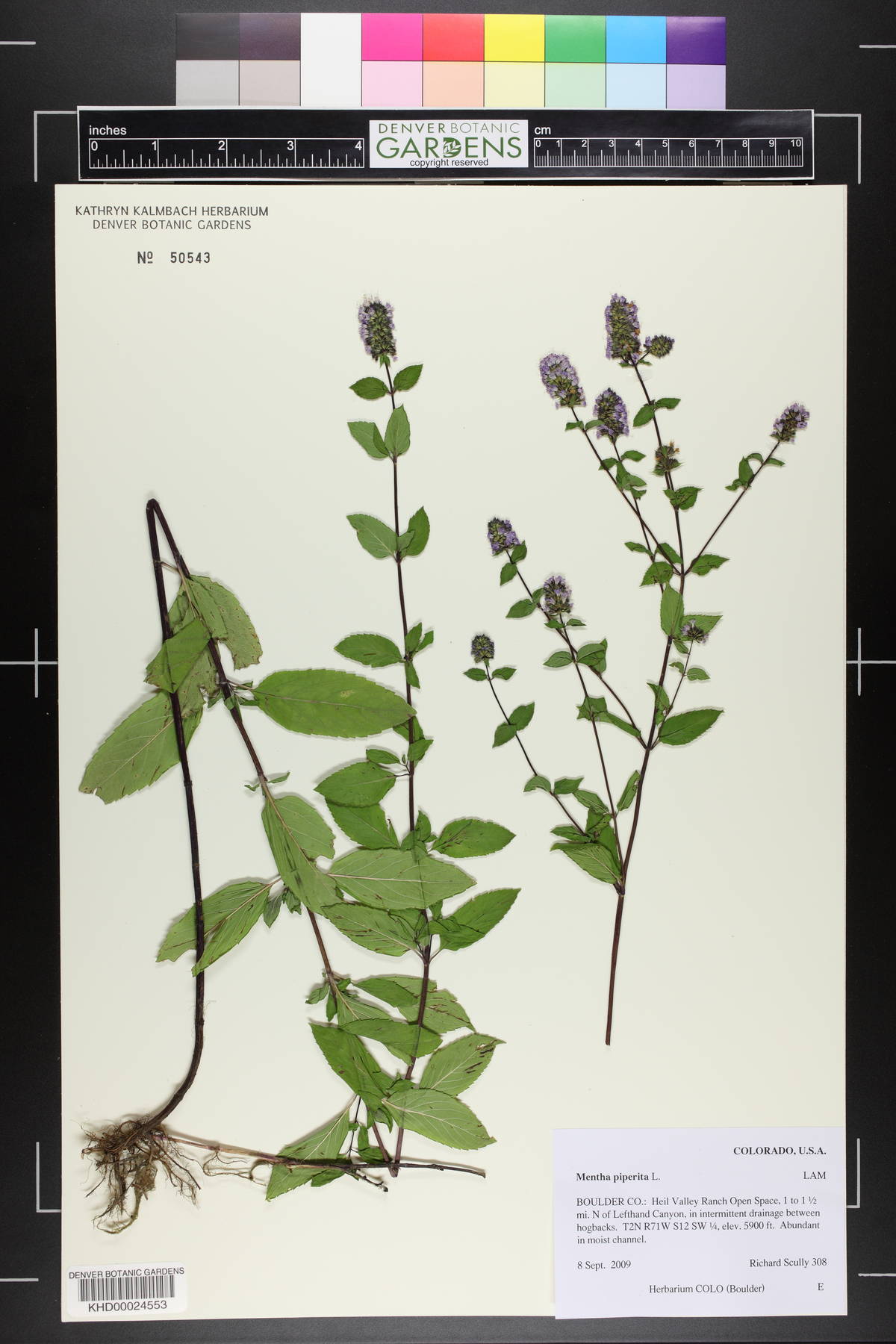 Plant image