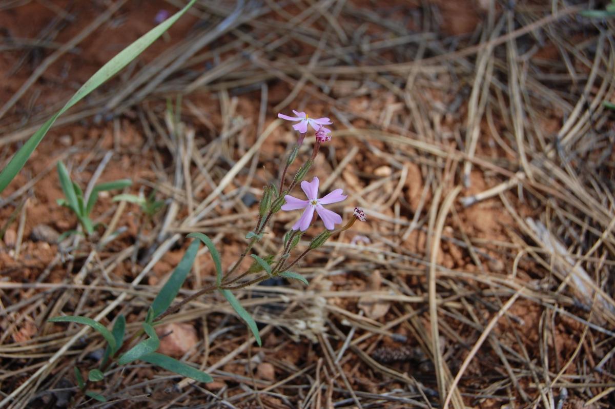 Plant image