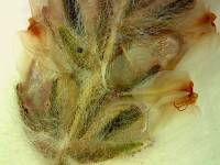 Plant image