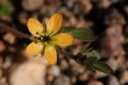 Plant image