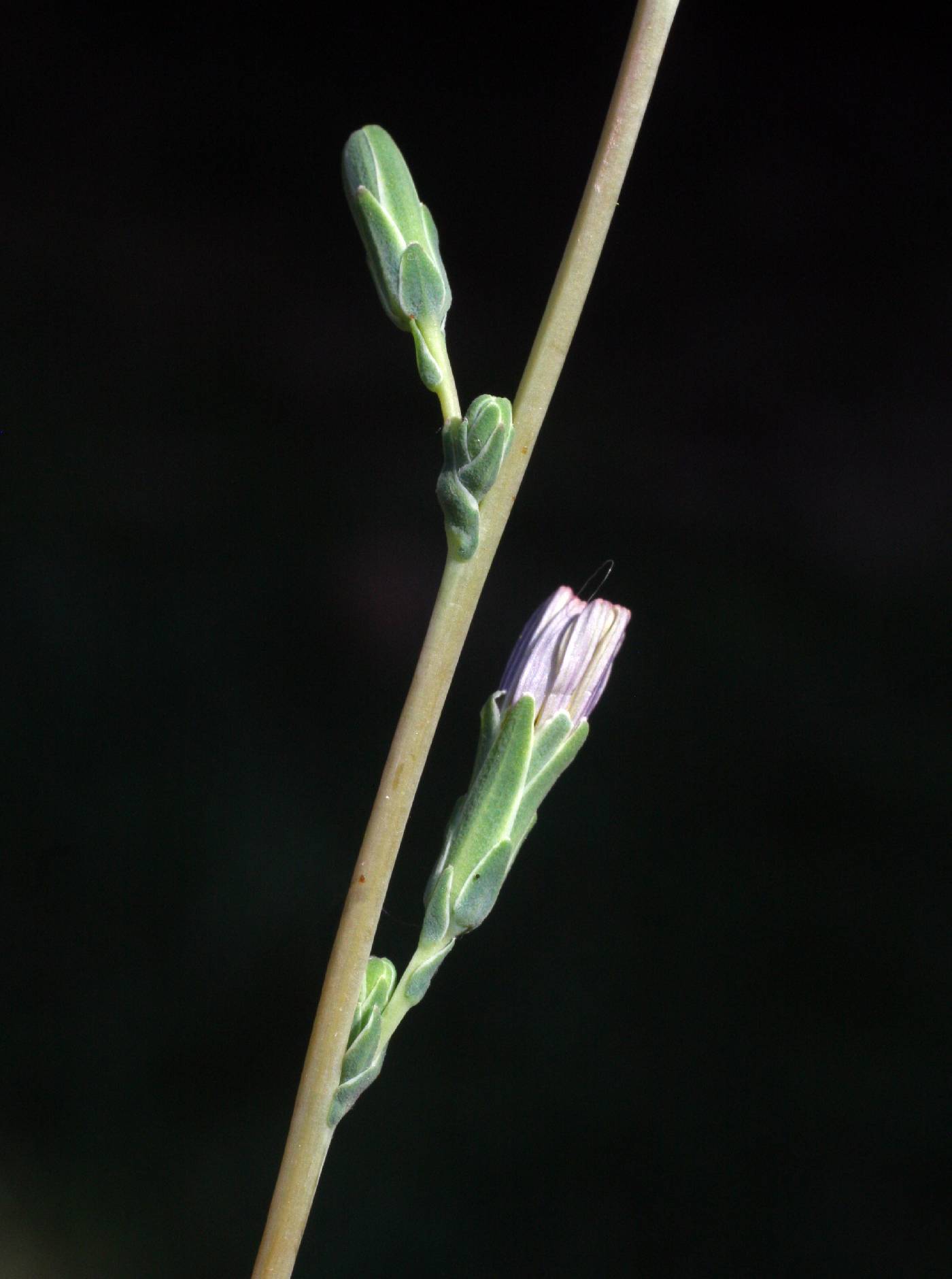 Plant image