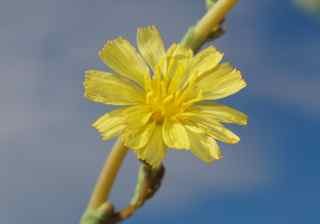 Plant image