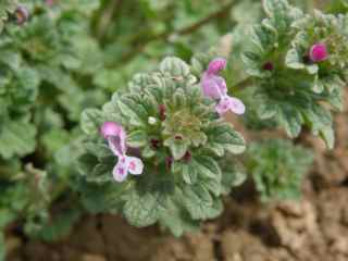 Plant image