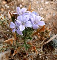 Plant image