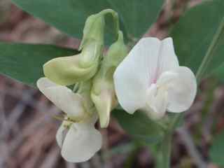 Plant image