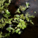 Plant image