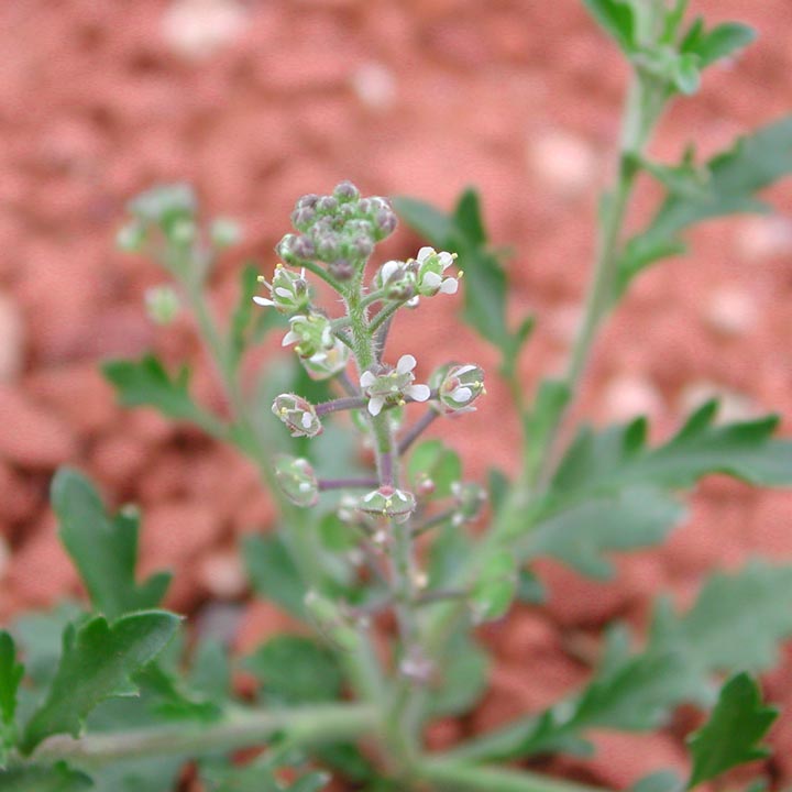 Plant image