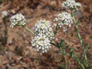 Plant image