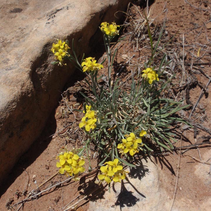 Plant image