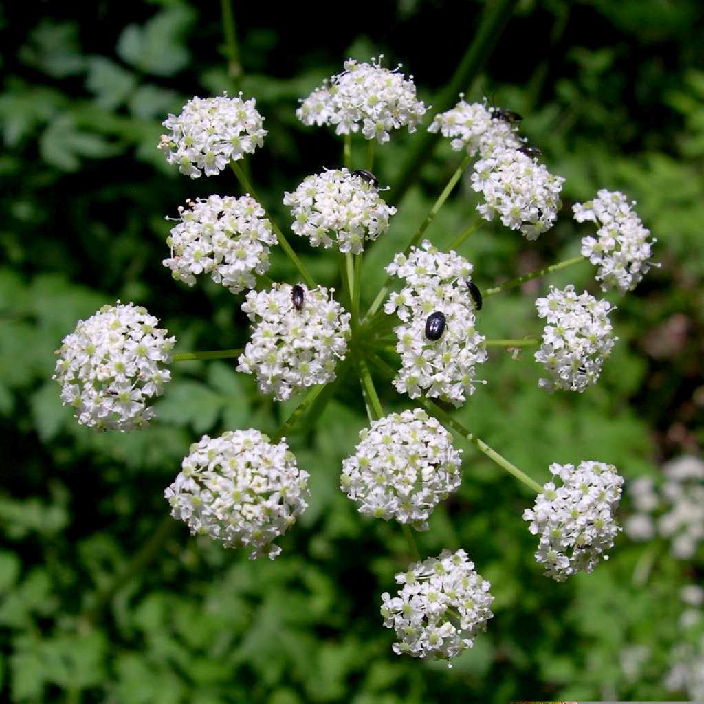 Plant image