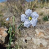 Plant image