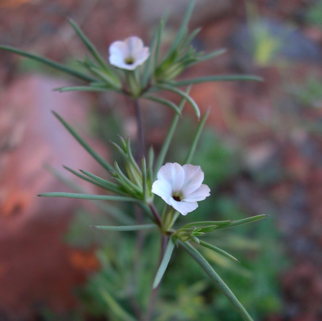 Plant image